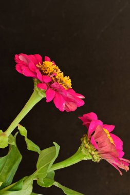 Koyu arkaplanda güzel çiçekler, yaz konsepti, yakın görüş        