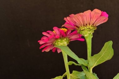 Koyu arkaplanda güzel çiçekler, yaz konsepti, yakın görüş        