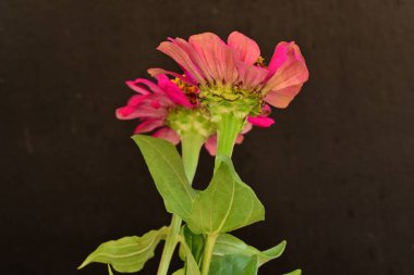 Koyu arkaplanda güzel çiçekler, yaz konsepti, yakın görüş        