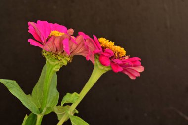 Koyu arkaplanda güzel çiçekler, yaz konsepti, yakın görüş        