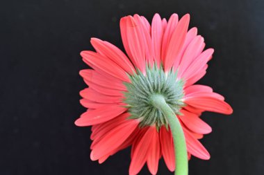 Koyu arkaplanda güzel Gerbera çiçeği 