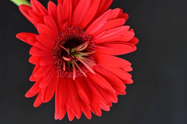 Koyu arkaplanda güzel Gerbera çiçeği 