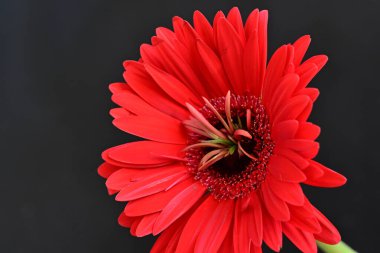 Güzel Gerbera çiçeği, yaz konsepti, yakın görüş.              