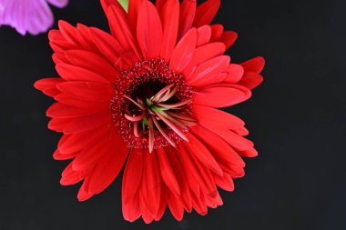 Koyu arkaplanda güzel Gerbera çiçeği 