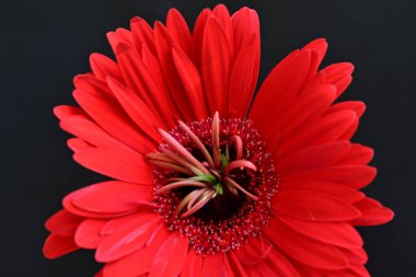 Koyu arkaplanda güzel Gerbera çiçeği 