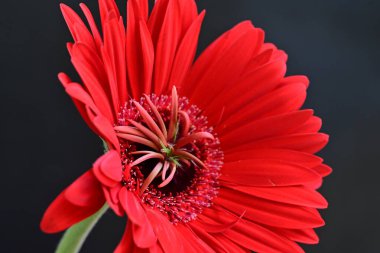 Koyu arkaplanda güzel Gerbera çiçeği 