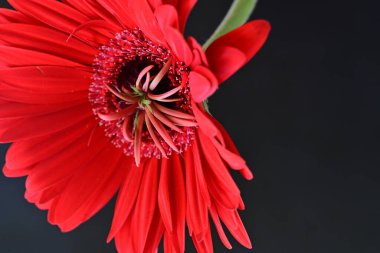 Güzel Gerbera çiçeği, yaz konsepti, yakın görüş.              