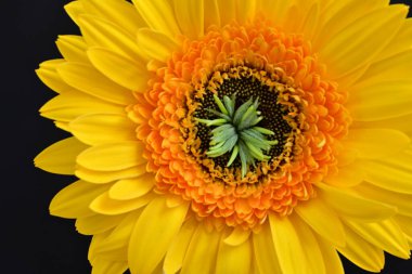 Güzel Gerbera çiçeği, yaz konsepti, yakın görüş.              