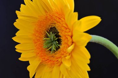 Güzel Gerbera çiçeği, yaz konsepti, yakın manzara