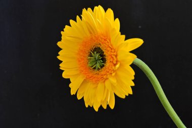 Güzel Gerbera çiçeği, yaz konsepti, yakın manzara