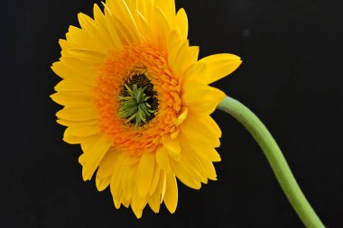 Güzel Gerbera çiçeği, yaz konsepti, yakın manzara