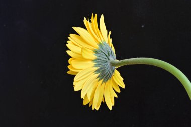 Güzel Gerbera çiçeği, yaz konsepti, yakın manzara