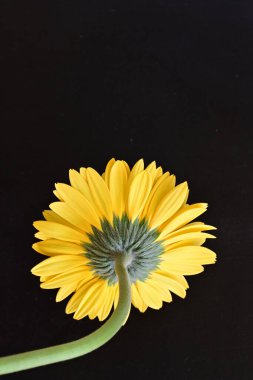 Güzel Gerbera çiçeği, yaz konsepti, yakın manzara