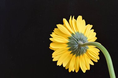 Güzel Gerbera çiçeği, yaz konsepti, yakın manzara