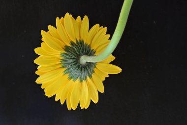 Güzel Gerbera çiçeği, yaz konsepti, yakın manzara