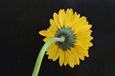 Güzel Gerbera çiçeği, yaz konsepti, yakın manzara