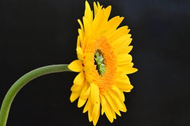 Güzel Gerbera çiçeği, yaz konsepti, yakın manzara