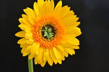 Güzel Gerbera çiçeği, yaz konsepti, yakın manzara