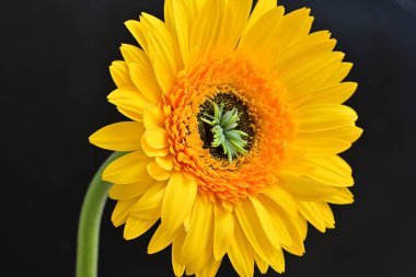 Güzel Gerbera çiçeği, yaz konsepti, yakın manzara