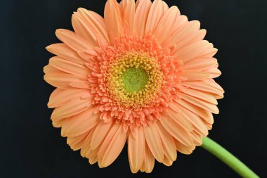 Güzel Gerbera çiçeği, yaz konsepti, yakın manzara