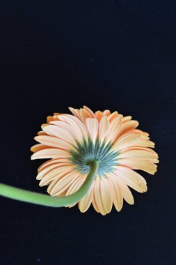 Güzel Gerbera çiçeği, yaz konsepti, yakın manzara