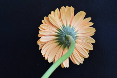 Güzel Gerbera çiçeği, yaz konsepti, yakın manzara