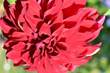 Doğada güzel çiçek, doğada bitki. 