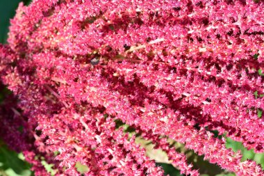 Güzel botanik çekimi, doğal arka plan.