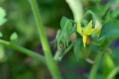 Doğada güzel çiçek, doğada bitki. 