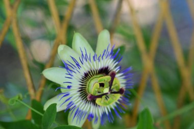 Bahçedeki güzel Passio çiçeği