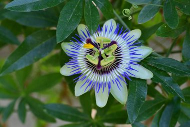Bahçedeki güzel Passio çiçeği