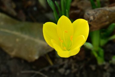 Güzel narin çiçeğin yakın görüntüsü, çiçek konsepti