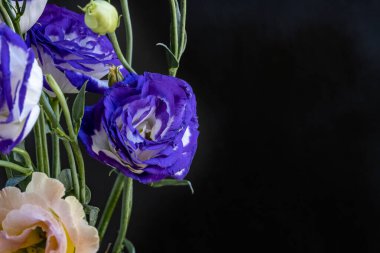 Güzel Eustoma çiçekleri kapatın 