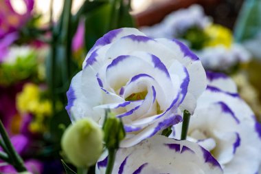 Güzel Eustoma çiçekleri kapatın 