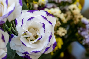 Güzel Eustoma çiçekleri kapatın 