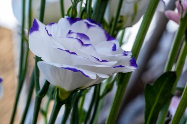 Güzel Eustoma çiçekleri kapatın 