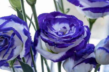 Güzel Eustoma çiçekleri kapatın 