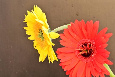 Güzel, narin çiçeklerin, doğal duvar kağıtlarının manzarasını kapat.       