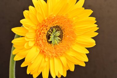 Koyu arkaplanda güzel Gerbera çiçeği 