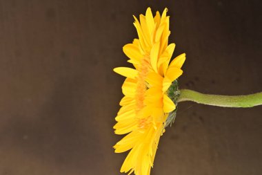 Koyu arkaplanda güzel Gerbera çiçeği 