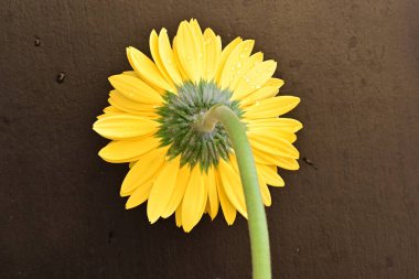 Koyu arkaplanda güzel Gerbera çiçeği 