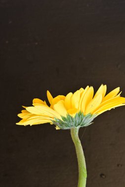 Koyu arkaplanda güzel Gerbera çiçeği 