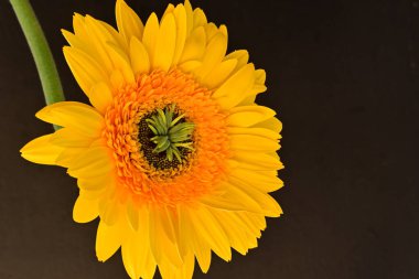 Koyu arkaplanda güzel Gerbera çiçeği 