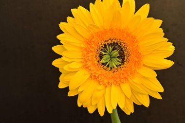 Koyu arkaplanda güzel Gerbera çiçeği 