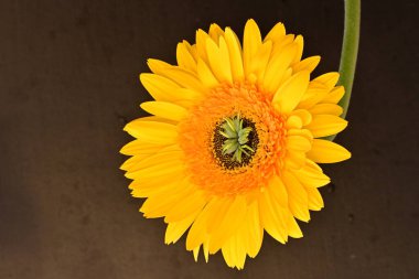 Koyu arkaplanda güzel Gerbera çiçeği 