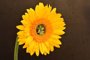 Koyu arkaplanda güzel Gerbera çiçeği 