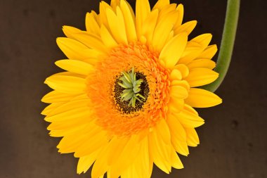 Koyu arkaplanda güzel Gerbera çiçeği 