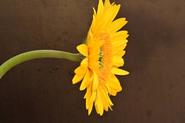 Koyu arkaplanda güzel Gerbera çiçeği 