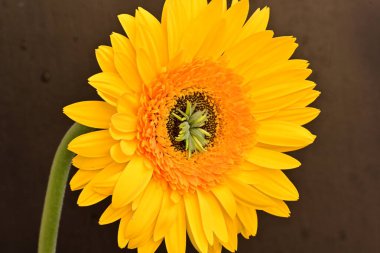 Koyu arkaplanda güzel Gerbera çiçeği 