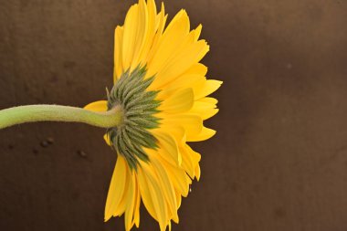 Koyu arkaplanda güzel Gerbera çiçeği 